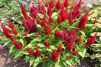 (п.ф.) Целозия Глориас Ред,