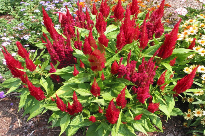 (п.ф.) Целозия Глориас Ред, 100 шт (№11-15)