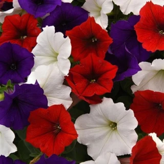 (п.ф.) Петуния Изи Вейв Микс Флаг F1, 100 драже (№9-1-10)