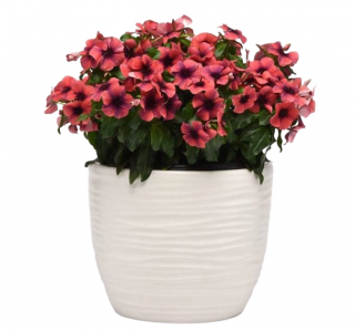 (п.ф.) Катарантус Тату Папайа, 100 шт (№7-13)