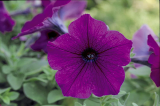 (п.ф.) Петуния Трилоджи Парпл,