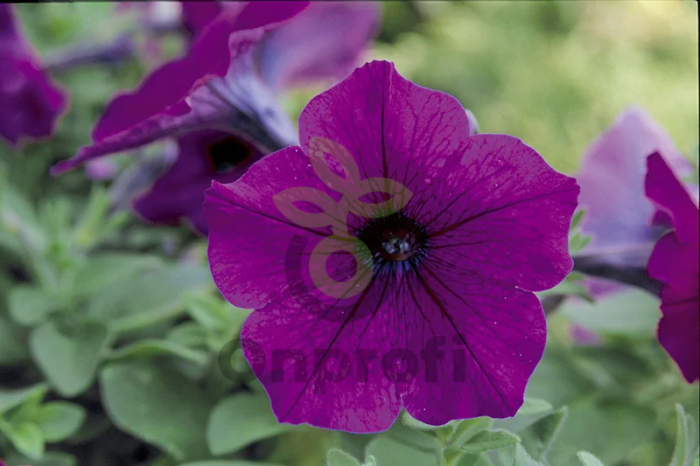 (п.ф.) Петуния Трилоджи Парпл, 100 драже (№9-1-61)