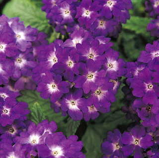 (п.ф.) Вербена Кварц ХР Блю, 30 шт (№6-140)