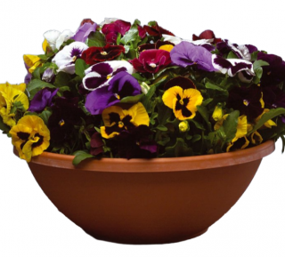 (п.ф.) Виола Виттрока Пауэр Микс F1, 1000 шт (№4-132)