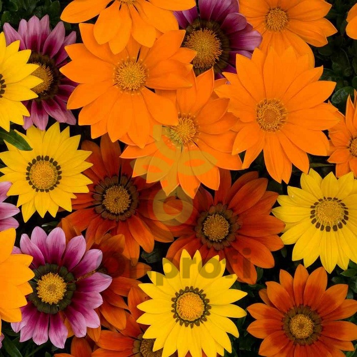 (п.ф.) Гацания Нью Дей Микс Брайт F1, 1000 шт (№5-77)