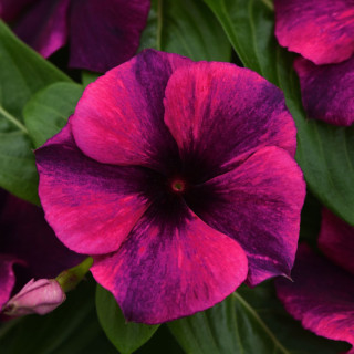 (п.ф.) Катарантус Тату Блек Черри, 1000 шт (№7-73)