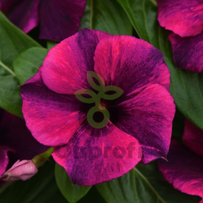 (п.ф.) Катарантус Тату Блек Черри, 1000 шт (№7-73)