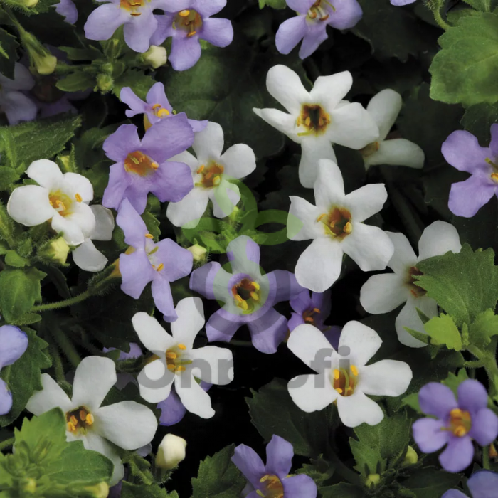 (п.ф.) Бакопа Утопия,