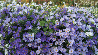 (п.ф.) Бакопа Утопия,