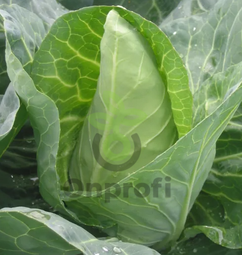 Капуста белокачанная Сонсма F1,