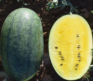 Арбуз Шуга Еллоу,