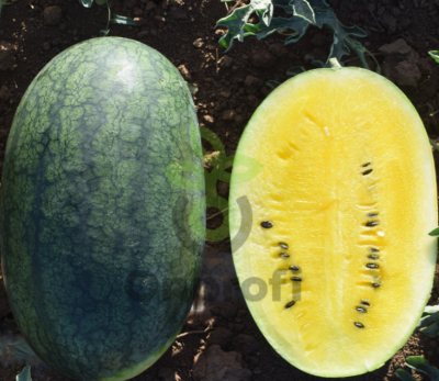 Арбуз Шуга Еллоу,