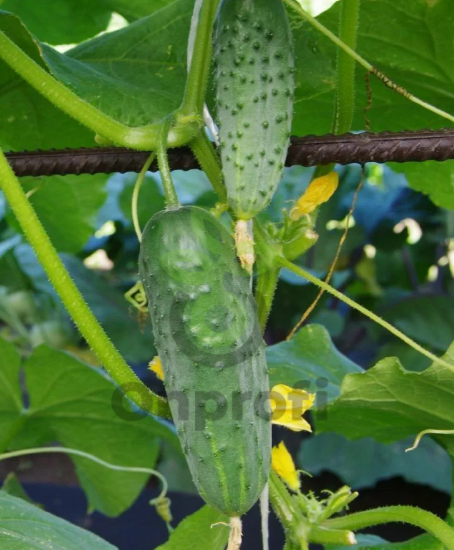 Огурец Эльбрус, 1гр (фасовка)