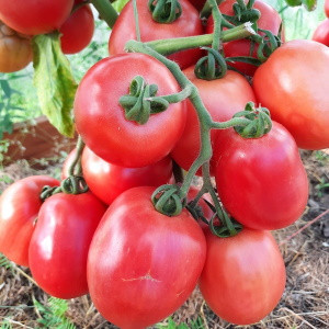 Томат Новичок розовый, 0,5гр (фасовка)