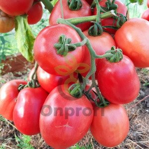 Томат Новичок розовый, 0,5гр (фасовка)