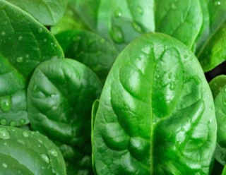 (м.ф.) Шпинат Матадор 10г XXXL Сембат