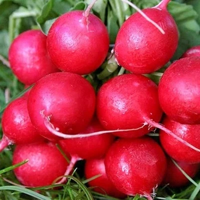 Редис Жара, 0,5кг