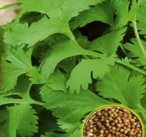 Кориандр Армянский XXXL, 20гр 