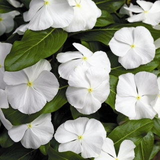 (п.ф.) Катарантус Медитеранен ХР Вайт, 100 шт (№7-15)