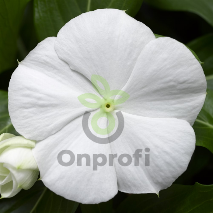 (п.ф.) Катарантус Кора Каскад Вайт,