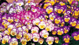 (п.ф.) Виола Виттрока Ультима Редиенс Микс F1, 1000 шт (№4-133)