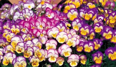 (п.ф.) Виола Виттрока Ультима Редиенс Микс F1, 1000 шт (№4-133)