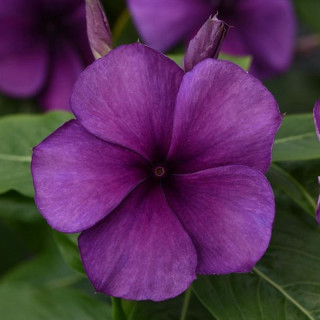 (п.ф.) Катарантус Тату Блюберри, 1000 шт (№7-74)