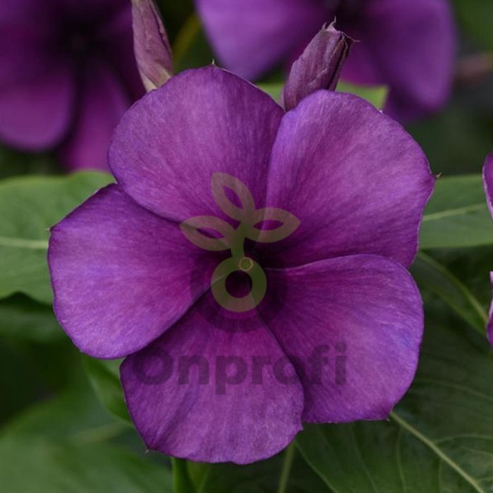 (п.ф.) Катарантус Тату Блюберри, 1000 шт (№7-74)