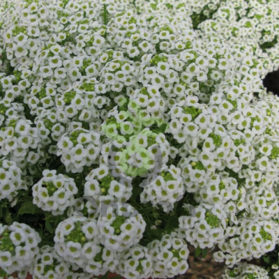 (п.ф.) Алиссум Гига Вайт,