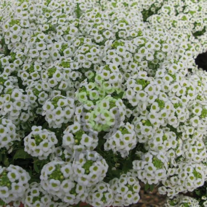 (п.ф.) Алиссум Гига Вайт, 1000 шт (№6-655)