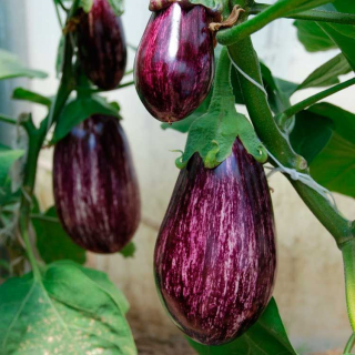 Баклажан Лейре F1,