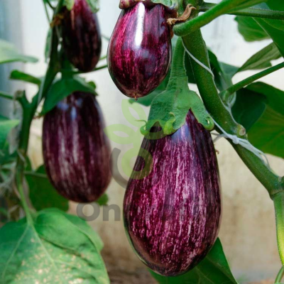 Баклажан Лейре F1,