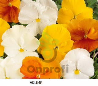 (п.ф.) Виола Виттрока Матрикс Цитрус Микс F1,