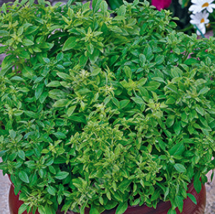 Базилик овощной Греческий, 0,5гр (фасовка)