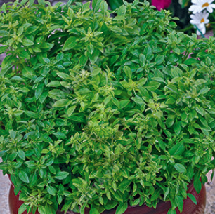 Базилик овощной Греческий, 0,5гр (фасовка)