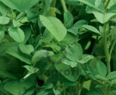 Пажитник Шамбала, 1гр (фасовка)