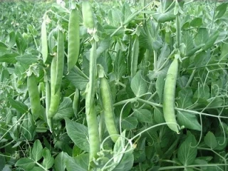 Горох Исток, 0,5кг