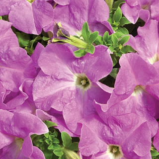 (п.ф.) Петуния Тритуния Лавандер,