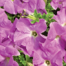 (п.ф.) Петуния Тритуния Лавандер,