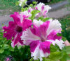 (п.ф.) Петуния Фимбриата Каркулка,