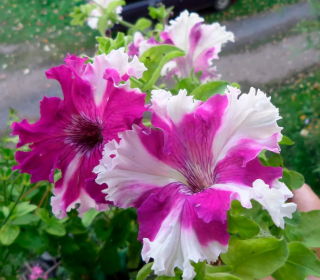 (п.ф.) Петуния Фимбриата Каркулка,