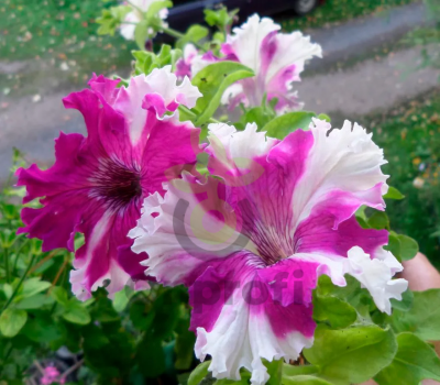 (п.ф.) Петуния Фимбриата Каркулка,