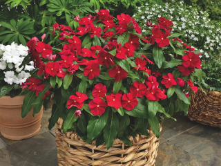 (п.ф.) Катарантус Кора Классик Ред, 100 шт (№7-41)