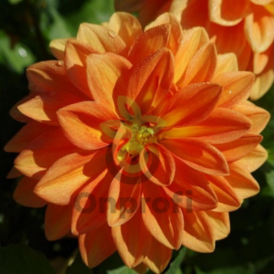 (п.ф.) Георгина Фигаро Оранж Шейдес F1,