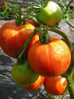 Томат Полосатое сердце, 0,5гр (фасовка)