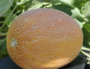 Дыня Лада, 500гр