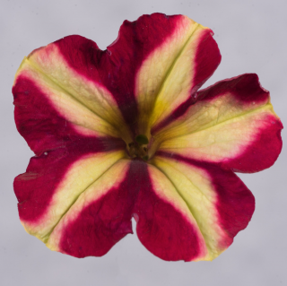 (п.ф.) Петуния Джоконда Бургунди Еллоу,