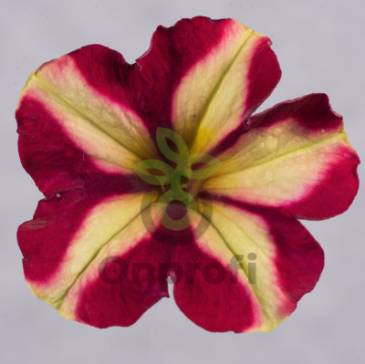 (п.ф.) Петуния Джоконда Бургунди Еллоу,