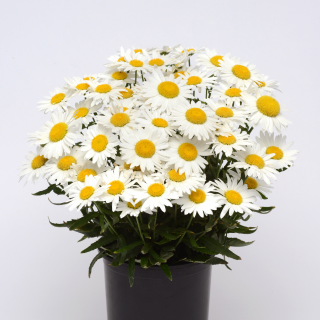 (п.ф.) Нивяник Мадонна F1, 50 шт (№6-143)