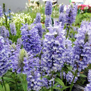 (п.ф.) Котовник Блю Мун, 100 шт (№6-176)